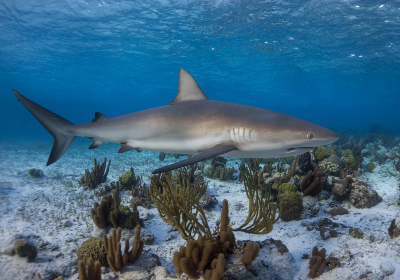 thumbnail_Day 1 - Big Wood Cay Shallow Reef Shark.jpg