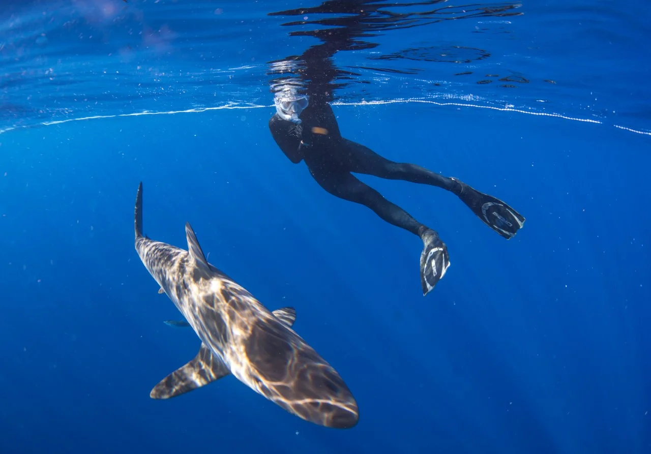 thumbnail_Day 2 - Silky Shark.jpg