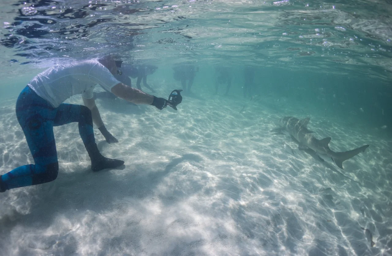 Guests enjoy some close lemon shark passes in the shallows