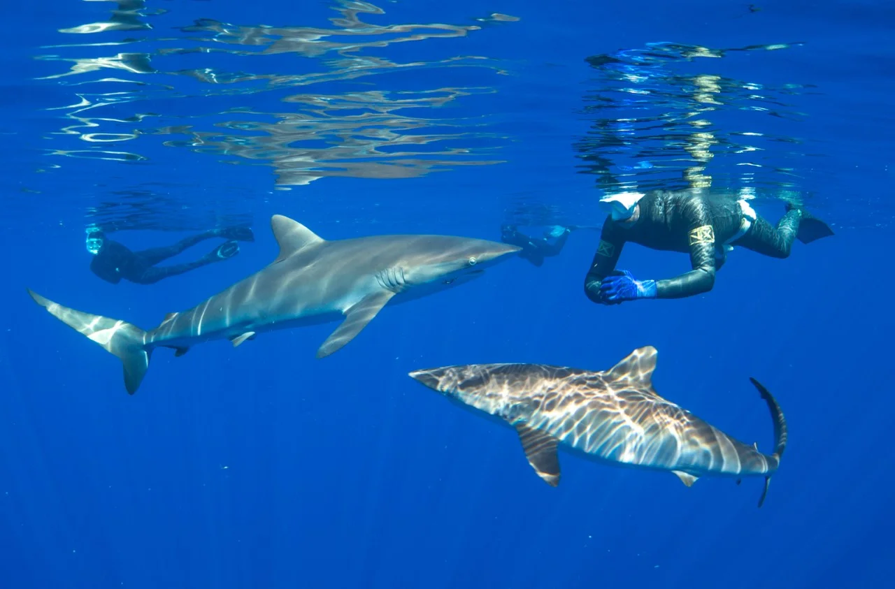 thumbnail_Day 5 - Silky Sharks w- Caily & Matt.jpg