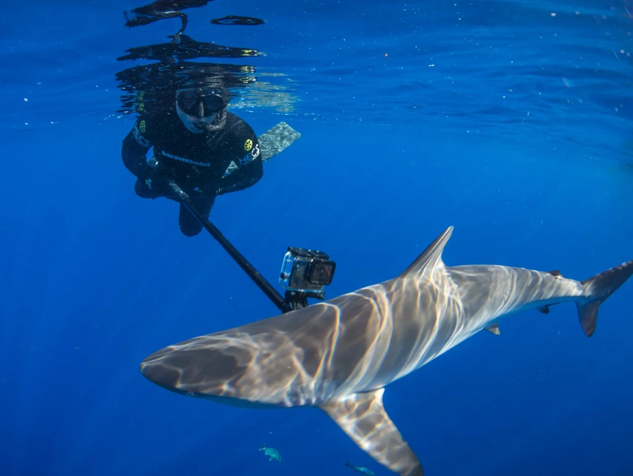 thumbnail_Day 5 - Silky Shark w- Jalil 3.jpg