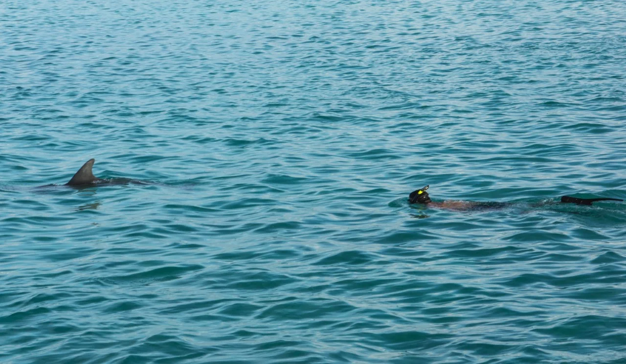 Guest Nick ticks of a dolphin swim bucket list item!