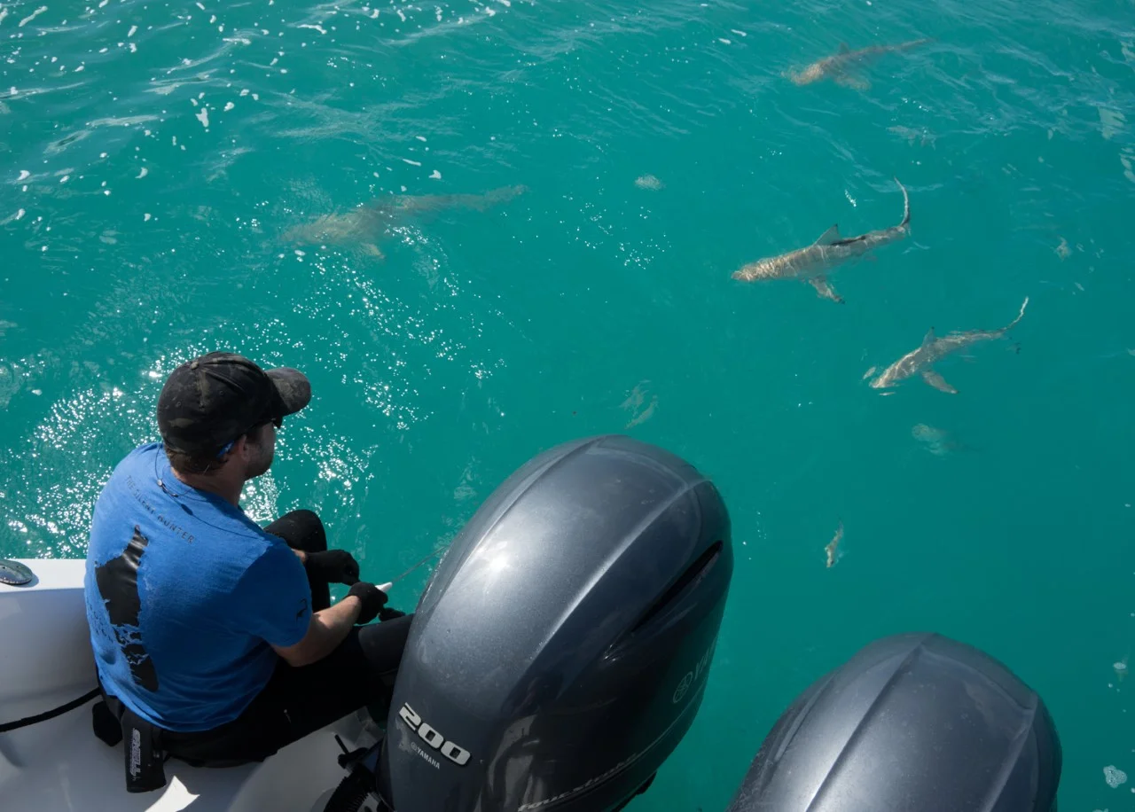 Tristan enjoys the view of 4 sharks growing in confidence, and venturing closer to the boat