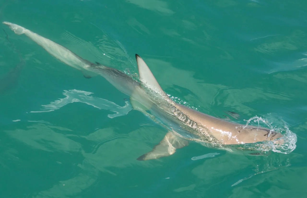 A blacktip pierces the surface with its dorsal fin whilst showing off its iridescent skin