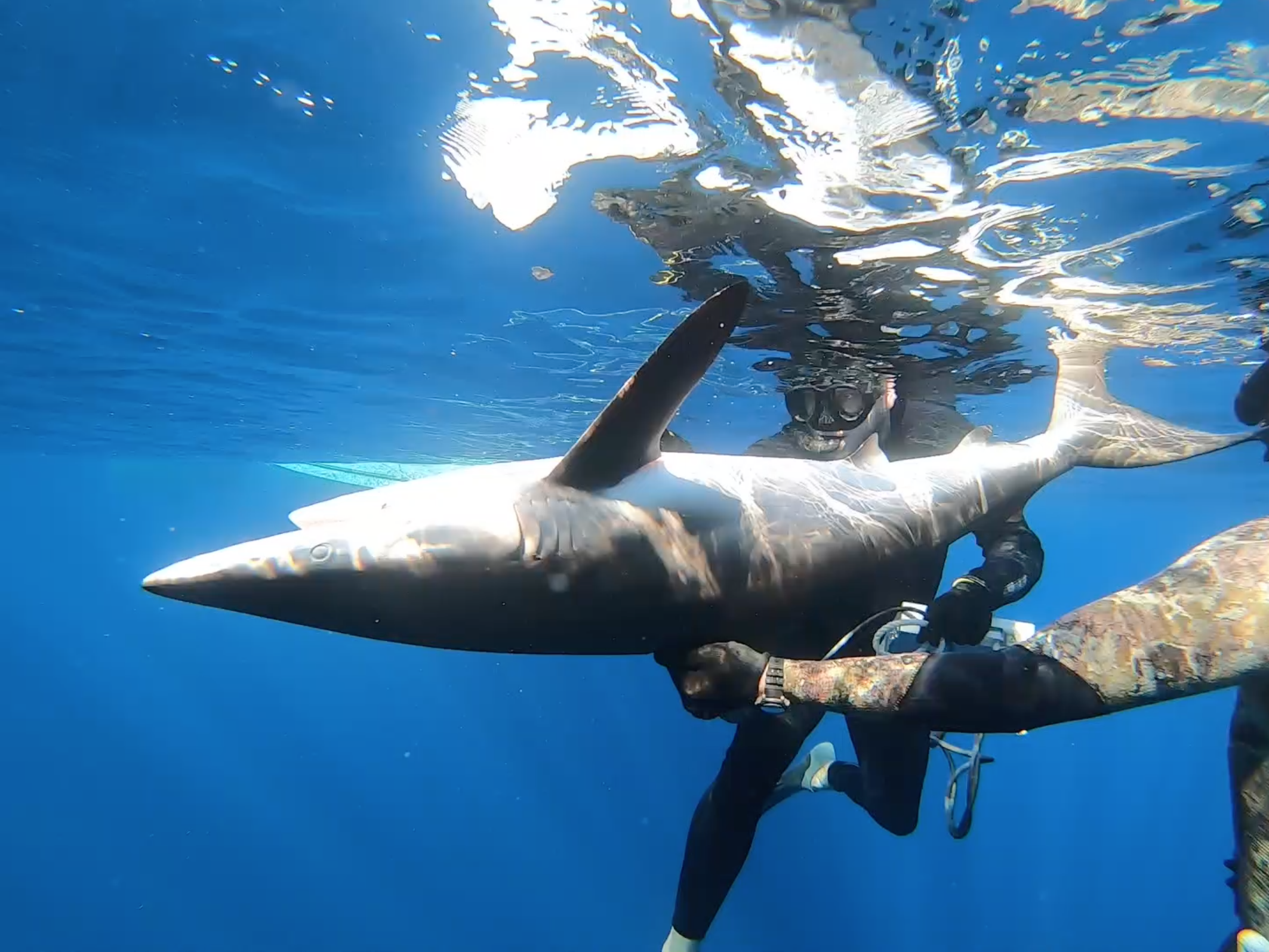 Expedition leader Dr. Tristan Guttridge performs an in water ultrasound on a silky shark