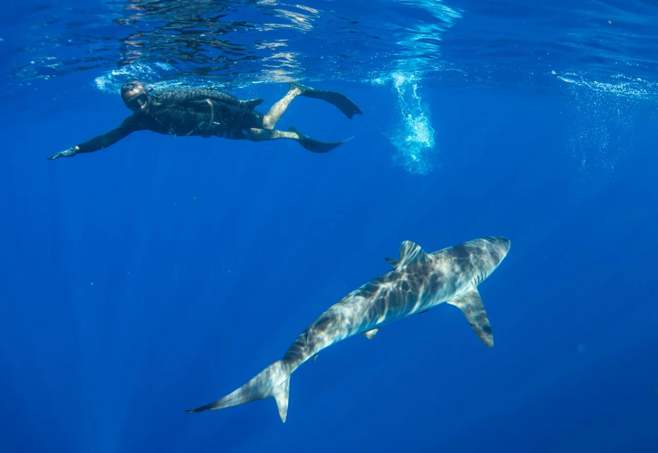 thumbnail_Day 7 - Silky Shark w- Alex 3.jpg