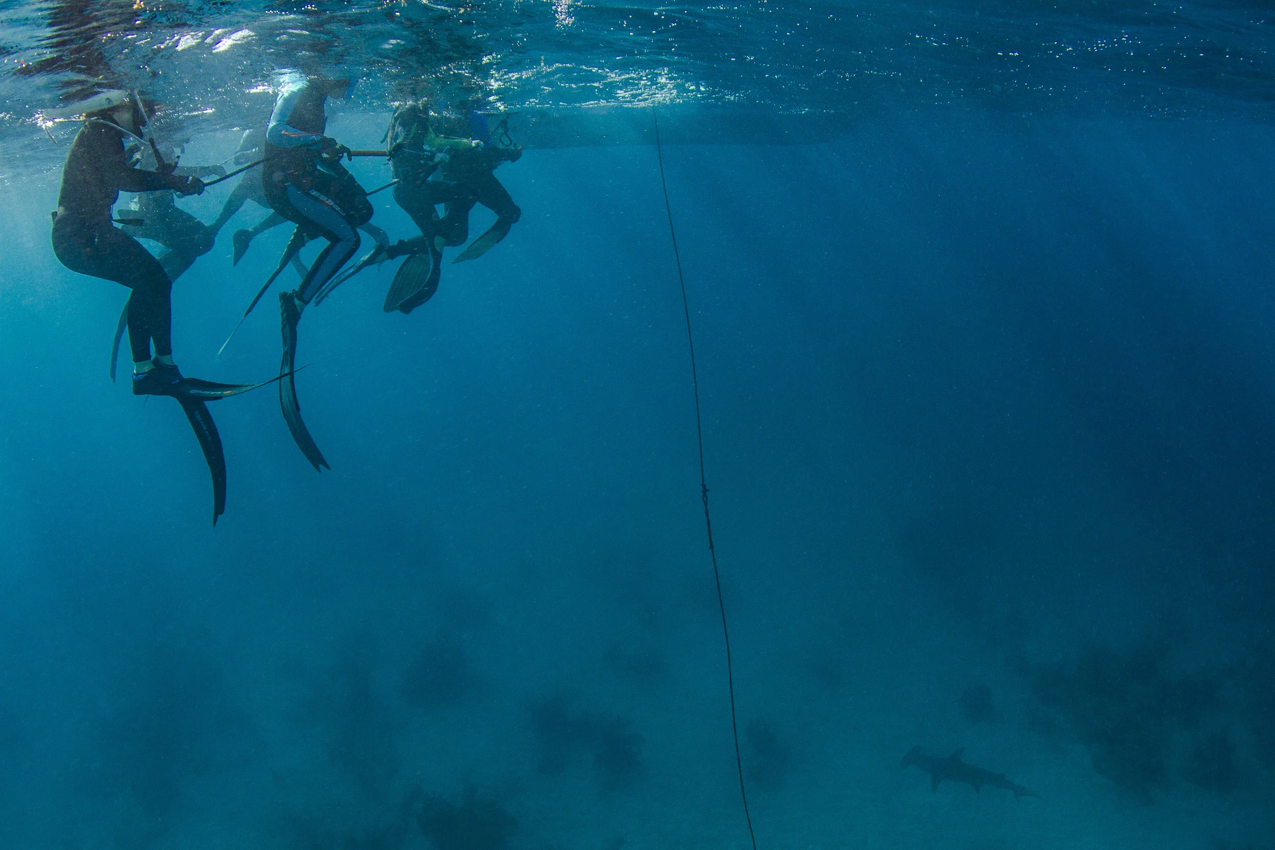 Expedition guests look down on a Great hammerhead shark that remained with them for over an hour!