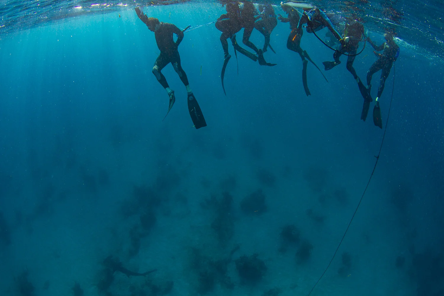 Guests stick together to avoid spooking the hammerhead away