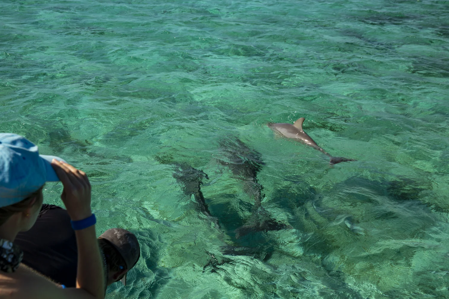 Guests enjoy viewing the dolphins with a front row seat