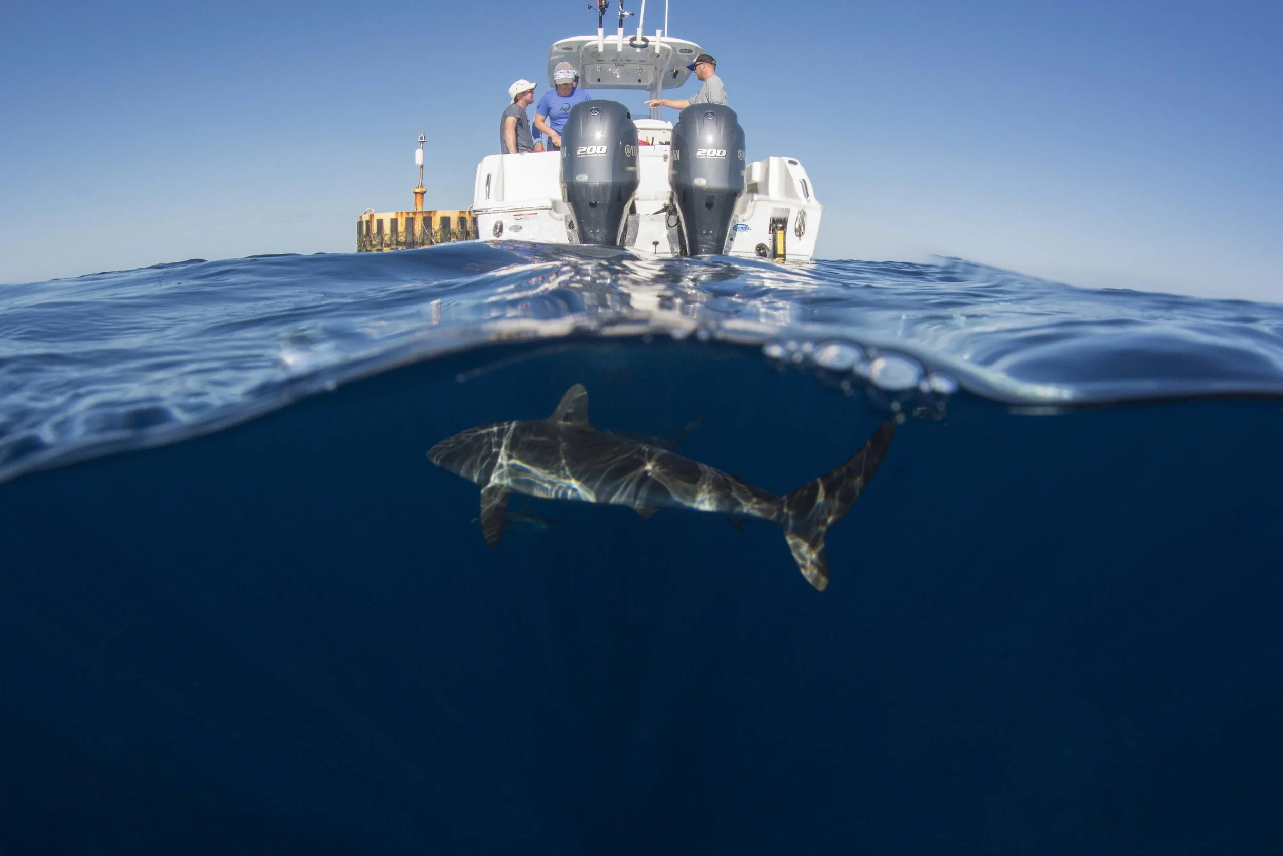 Day two saw dead flat, calm seas, over 25 sharks, mahi mahi, and an incredible amount of other life.