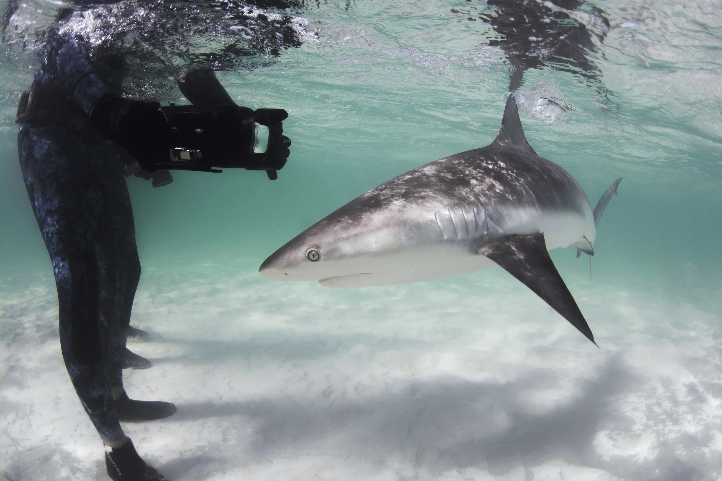 A confident Caribbean reef shark makes a close pass