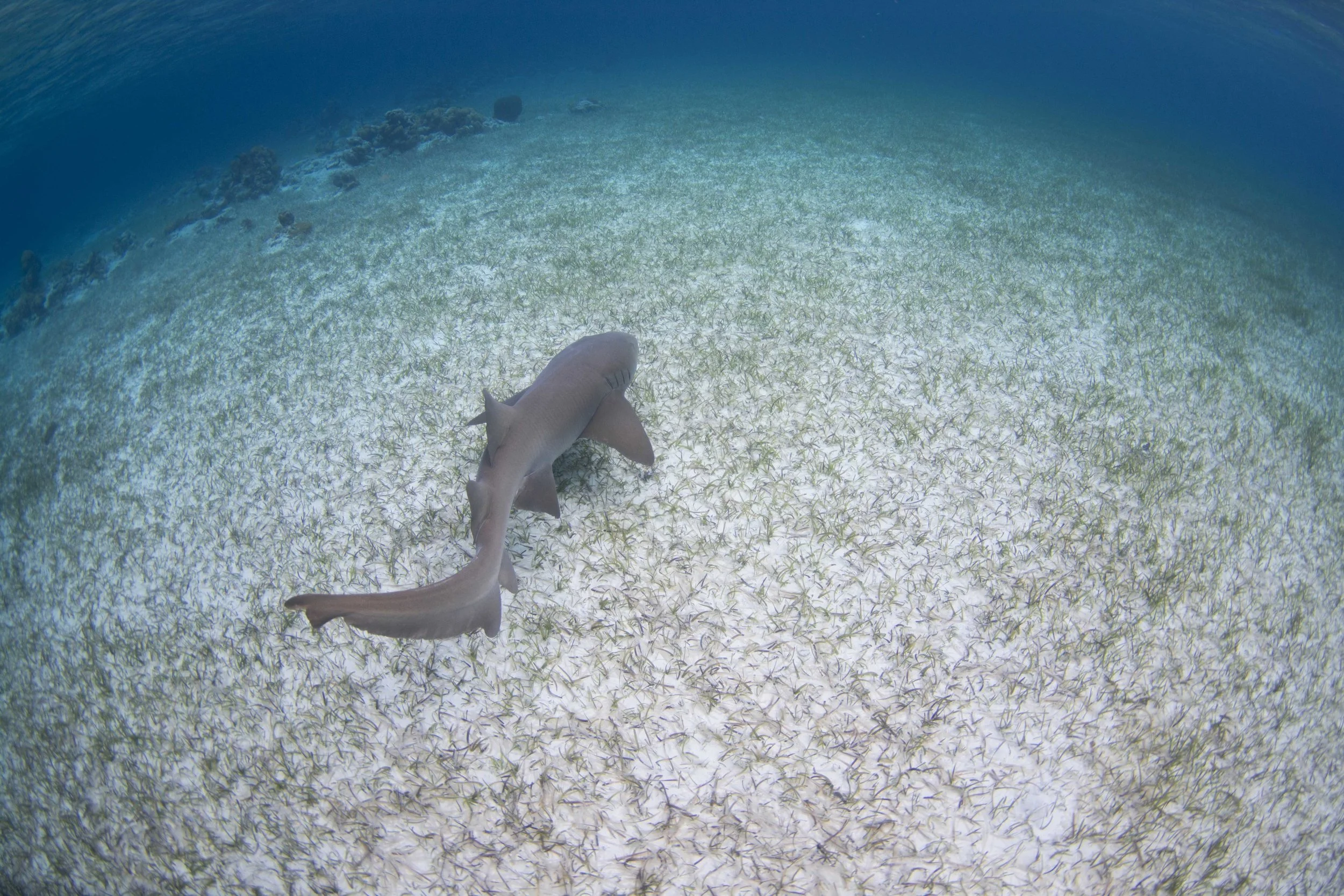 Guest Drew and trip leader Annie saw the nurse shark swim away strong on release