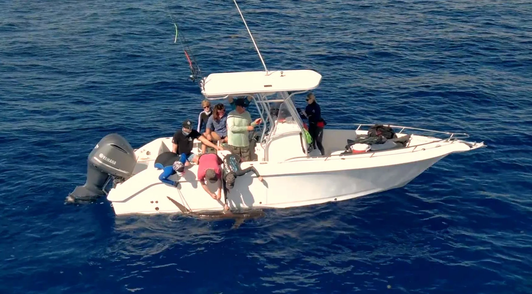 Expedition leaders Dr. Tristan and Annie Guttridge attached a satellite tag to a silky shark