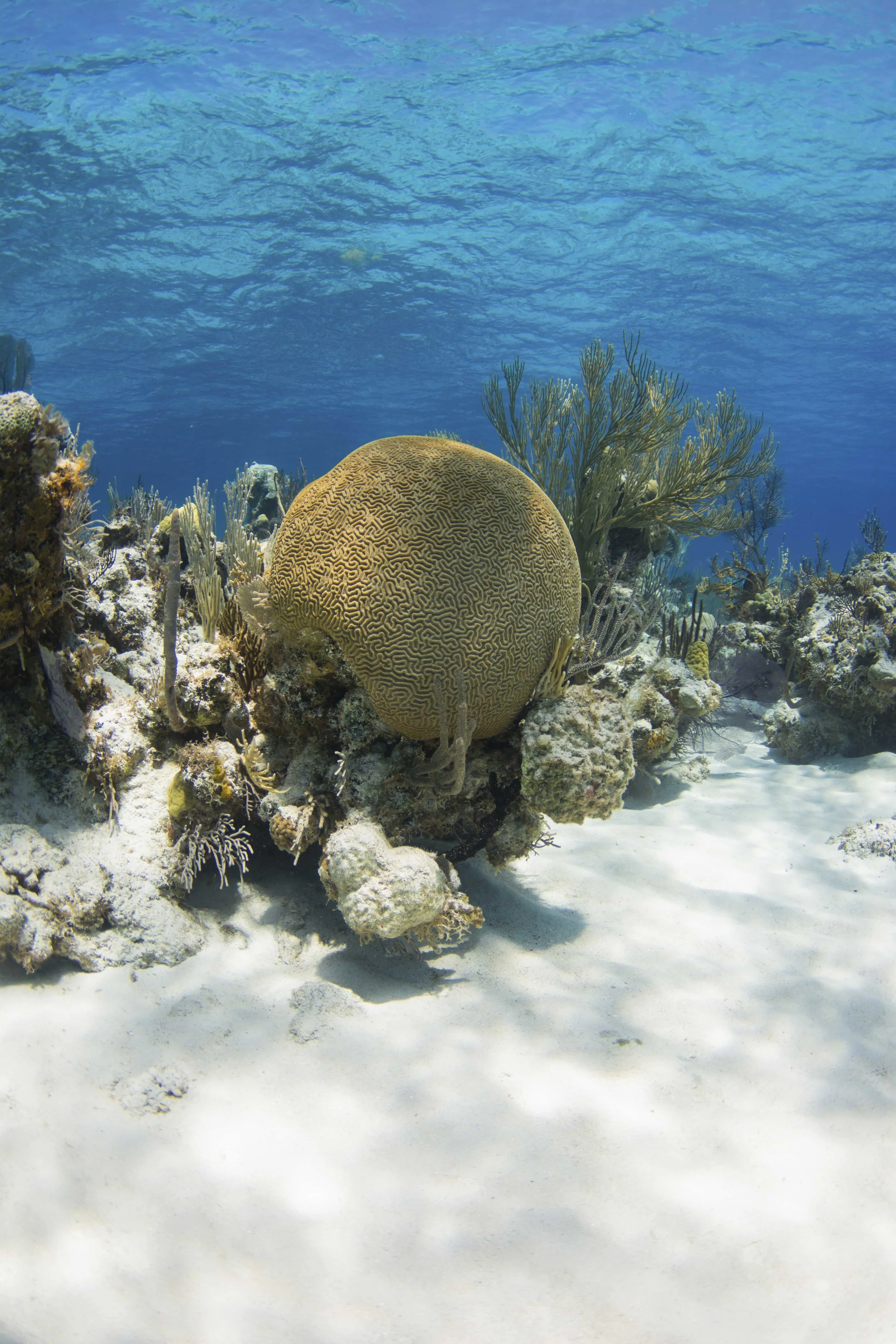 Andros is filled with stunning corals and reefs