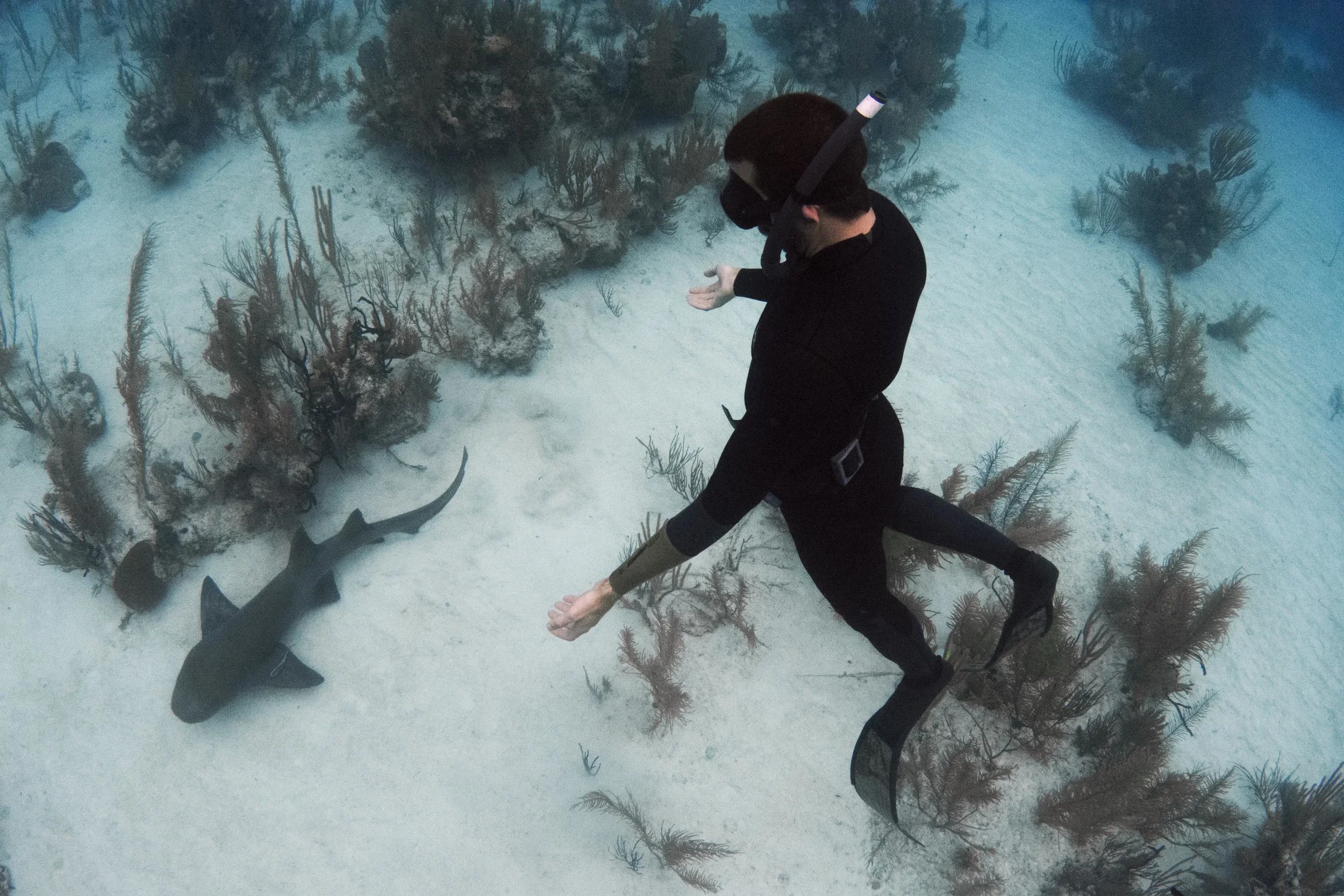 Expedition guest Carlos freedives with a nurse shark