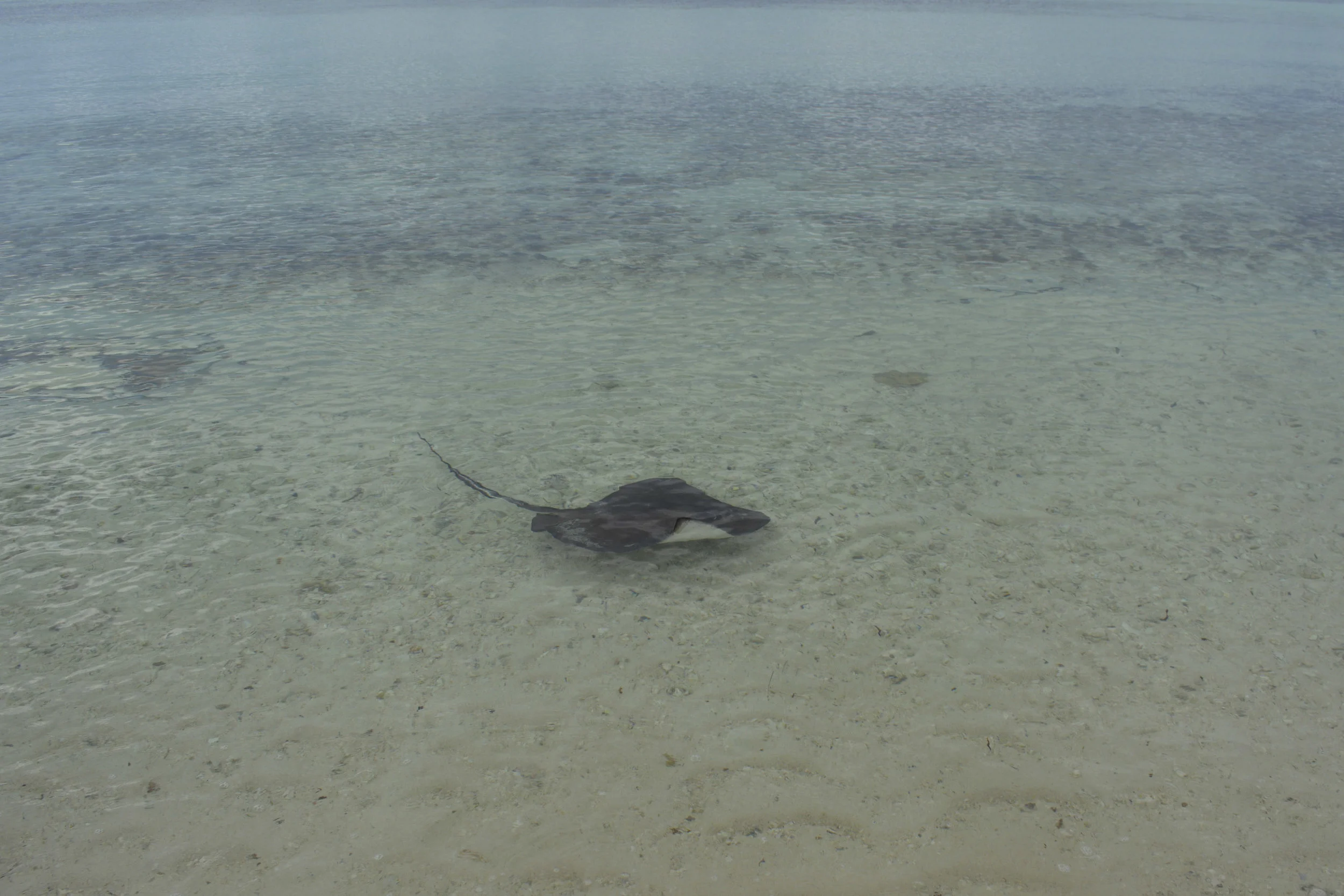 DSC_0169.jpg