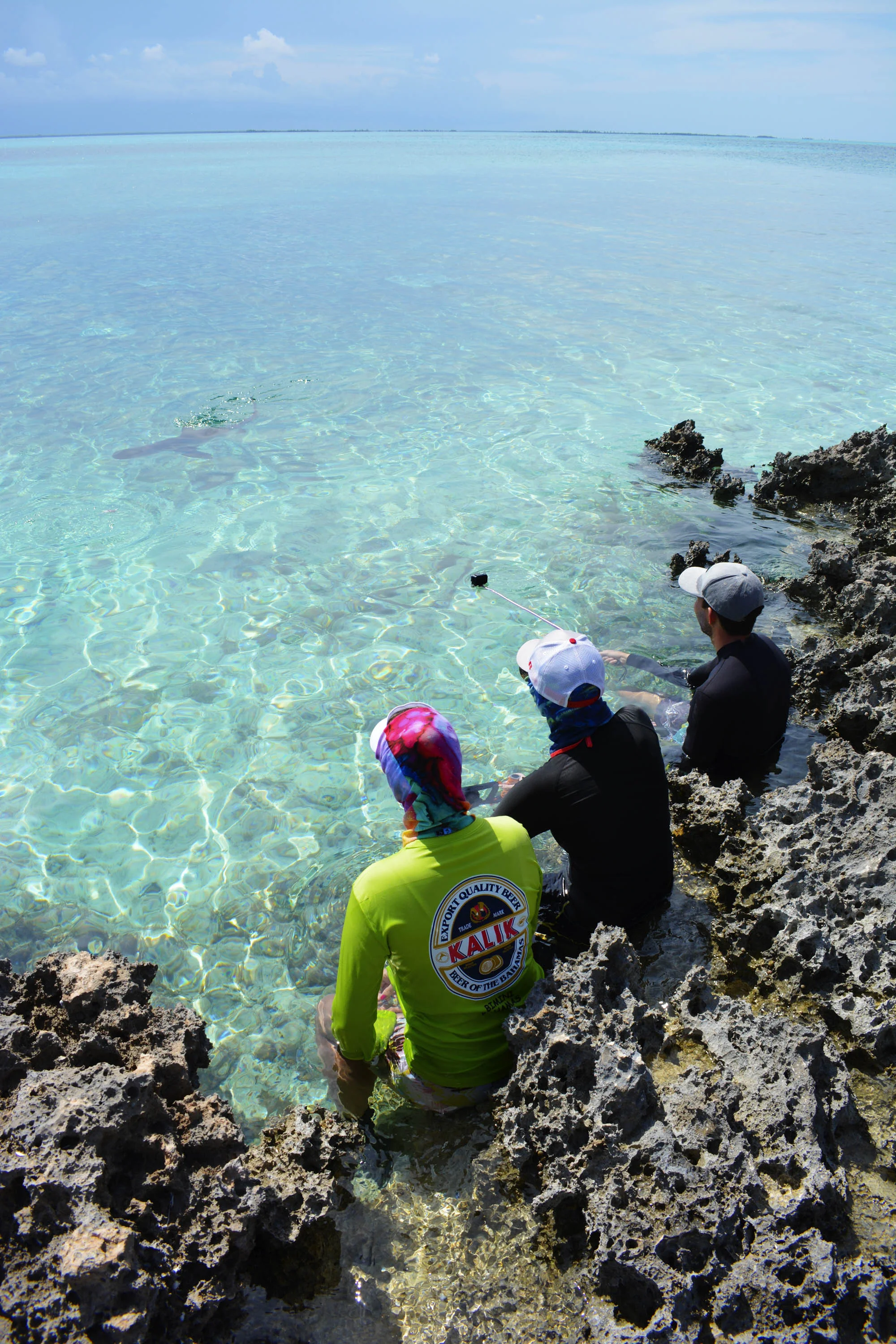 Expedition guests enjoy watching a reef shark feeding