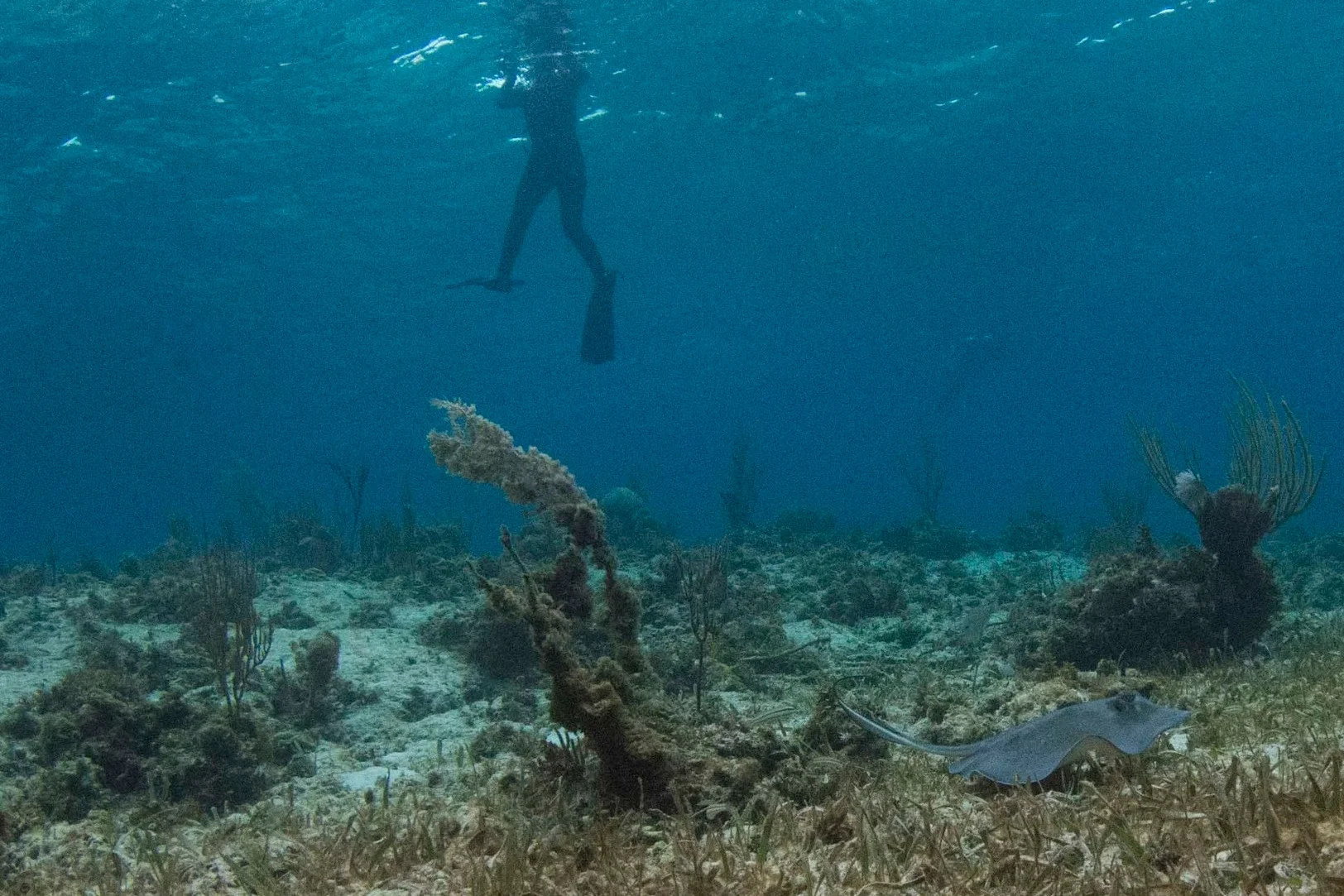 A southern stingray