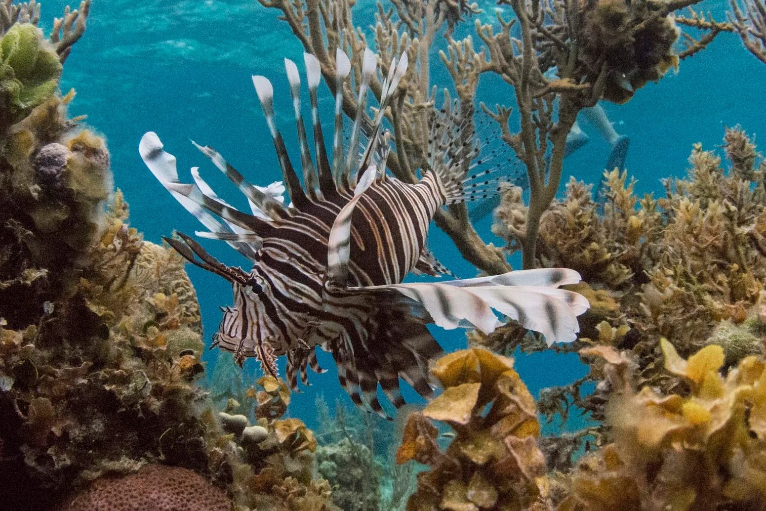 A lion fish