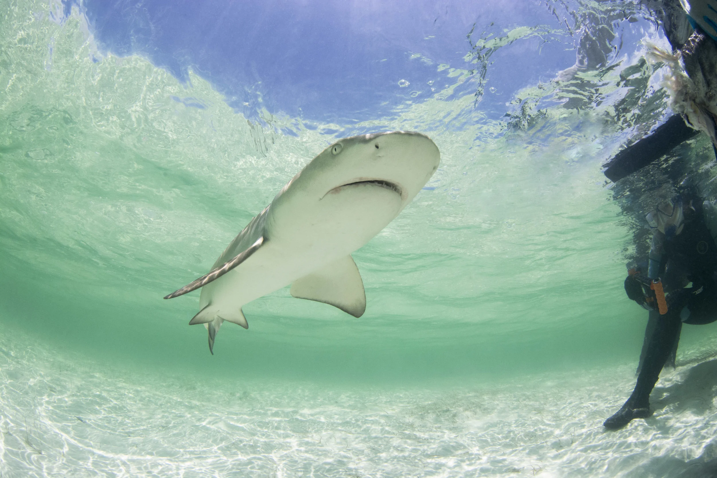 A lemon shark ready for a close up!