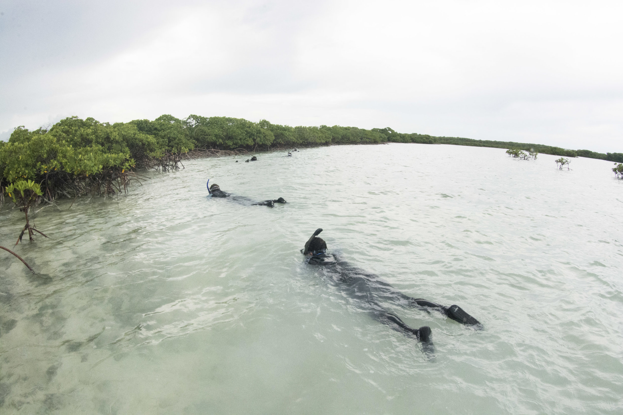 Expedition guests snorkel the mangroves