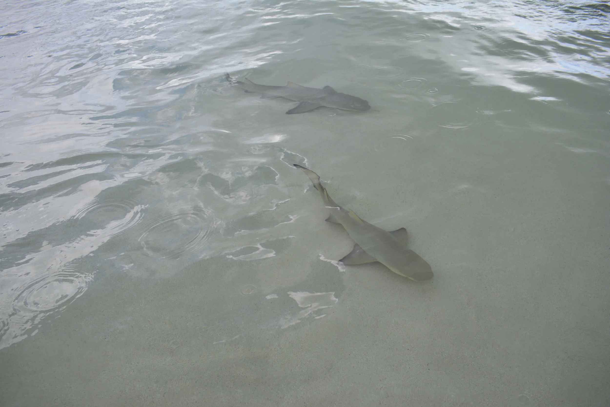 DSC_0148.jpg