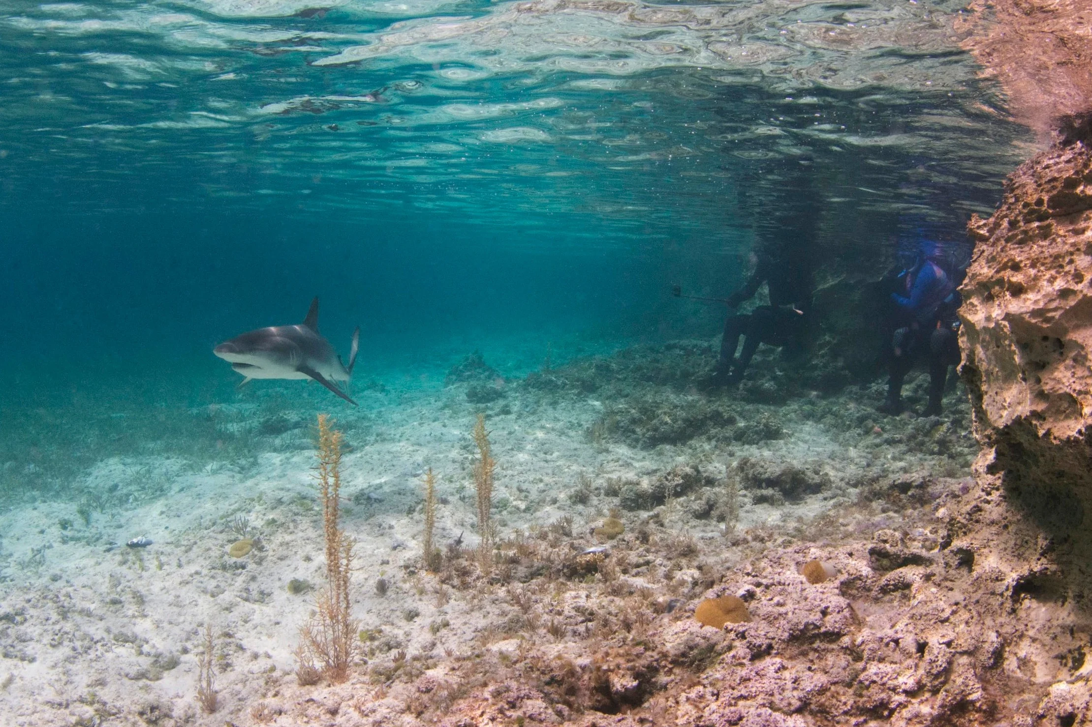 Guest enjoy some close passes by a Caribbean reef shark