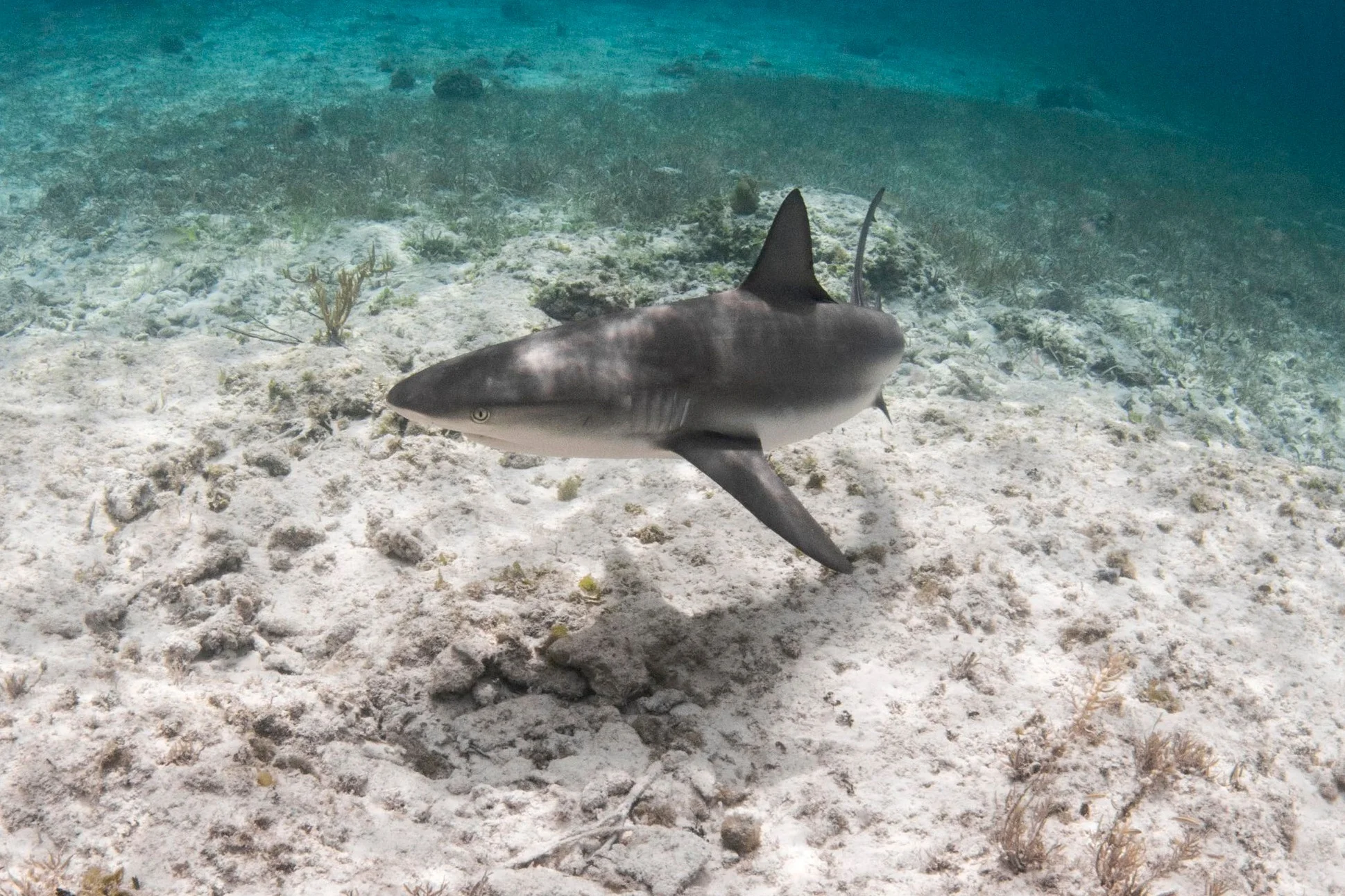 A bold Caribbean reef shark