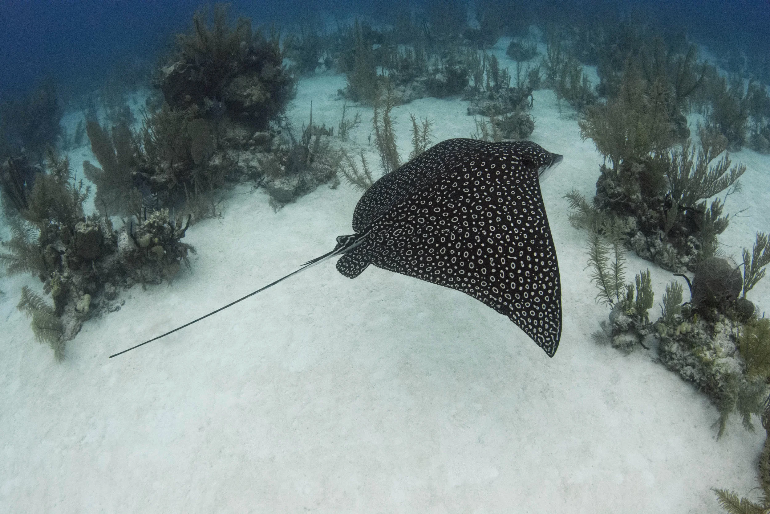 A stunning spotted eagleray