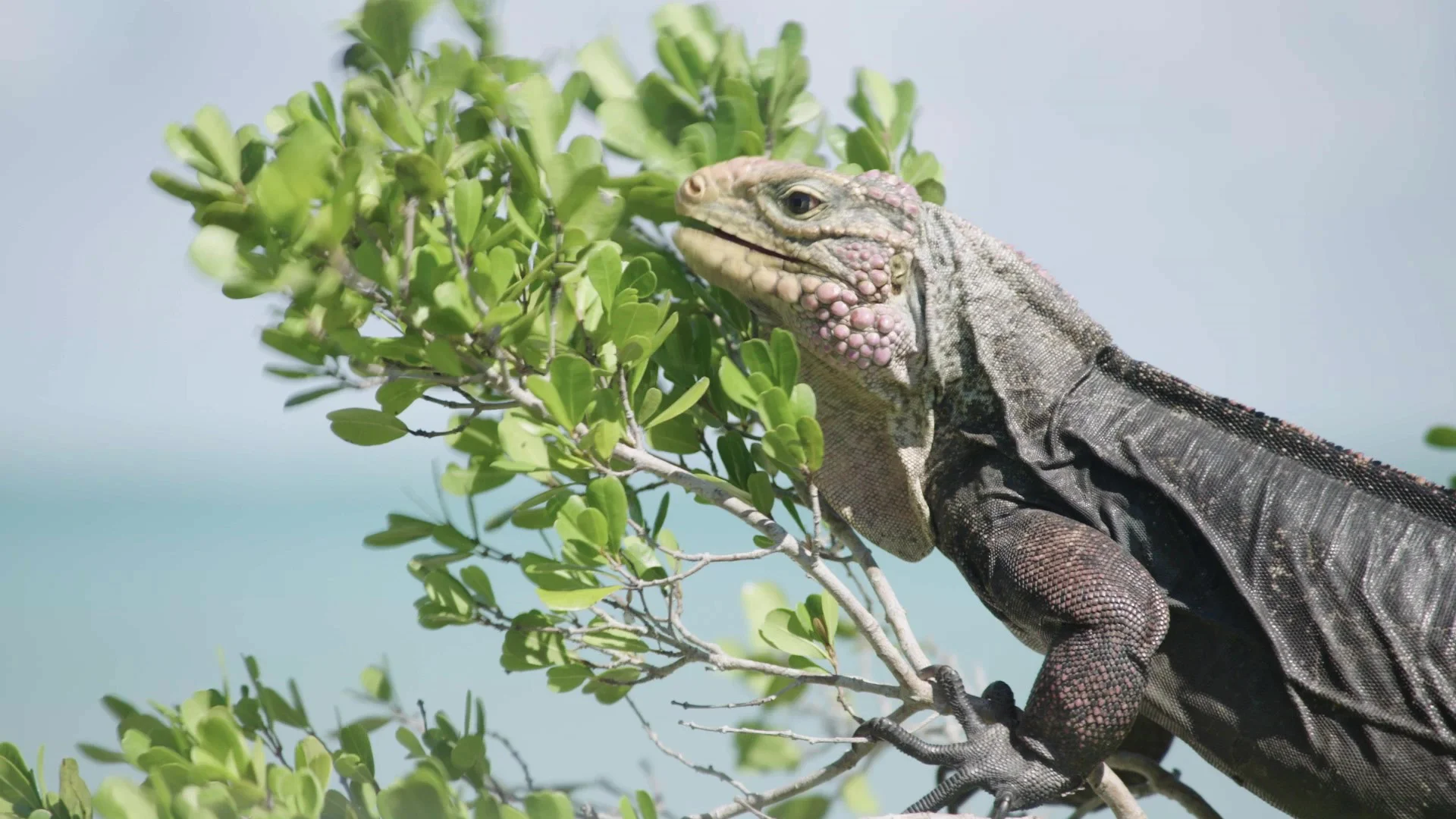 Iguana in tree.jpg