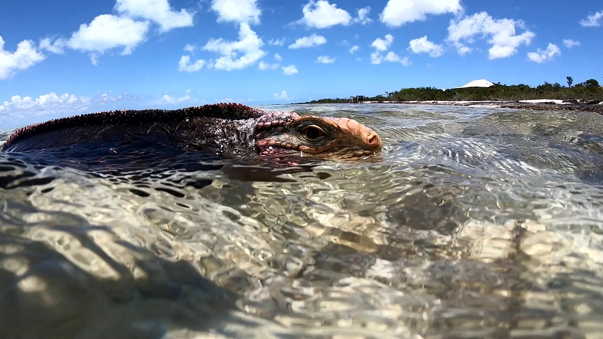 iguana halfi.jpg
