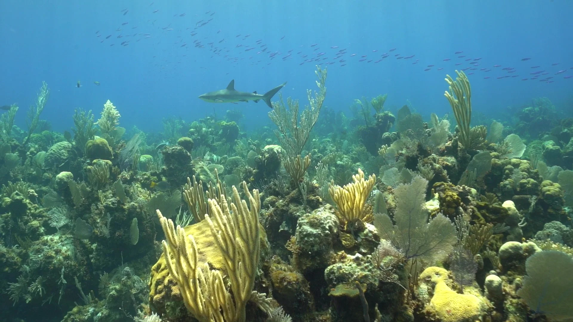 shark reef.jpg