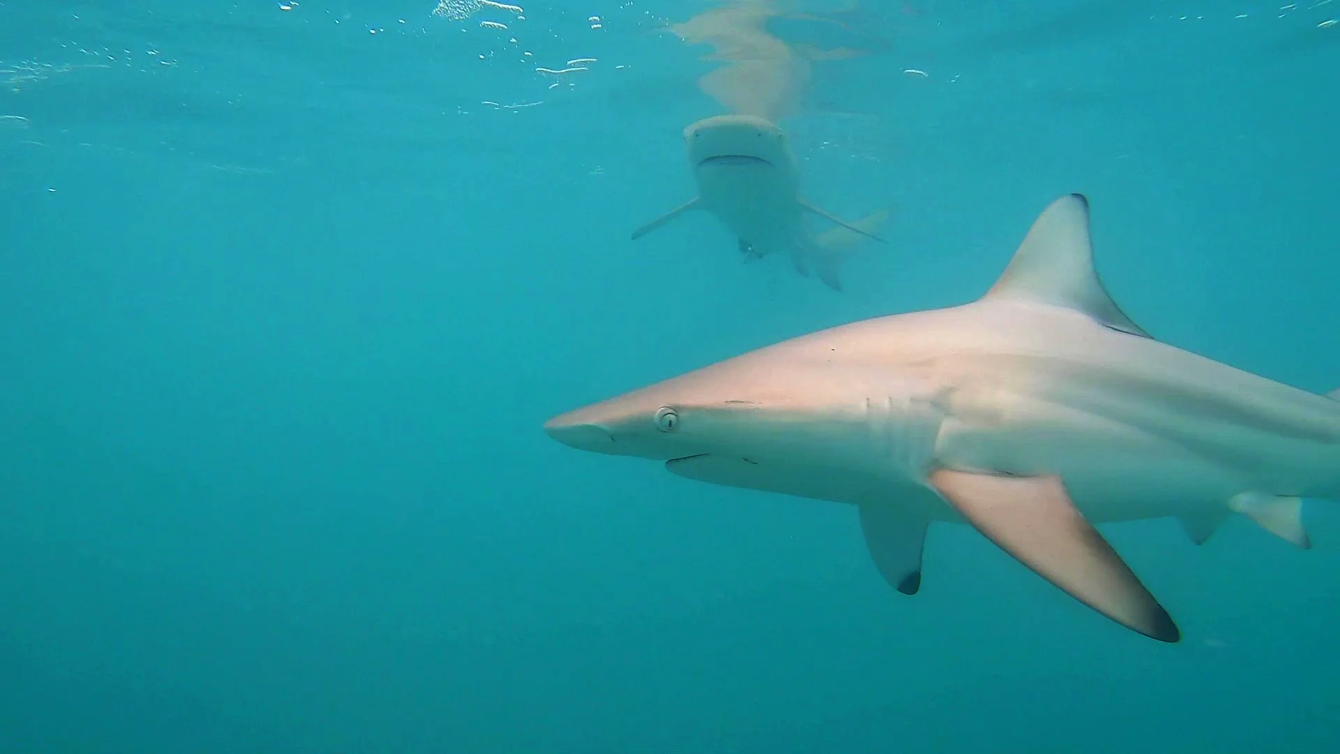 Blacktip frame.jpg