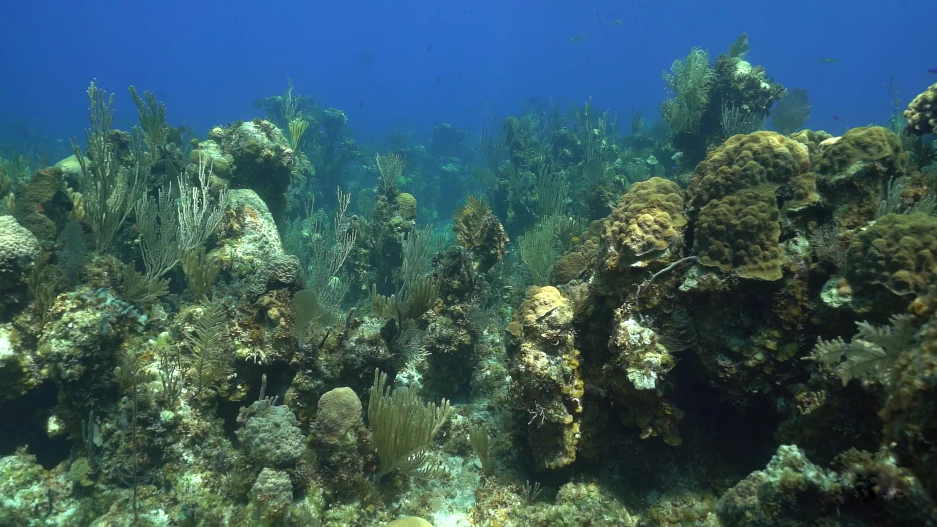 coral reef.jpg