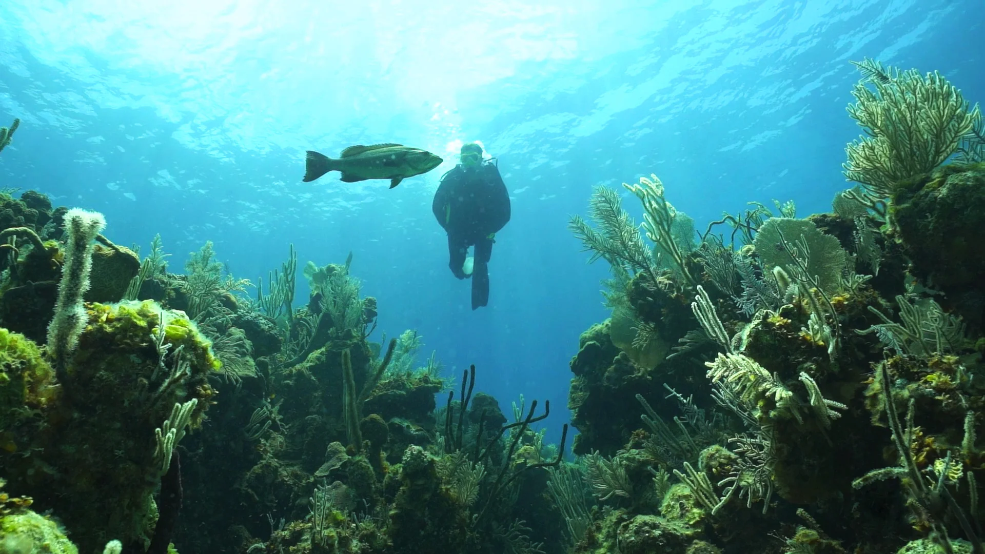 Freek diving reef.jpg