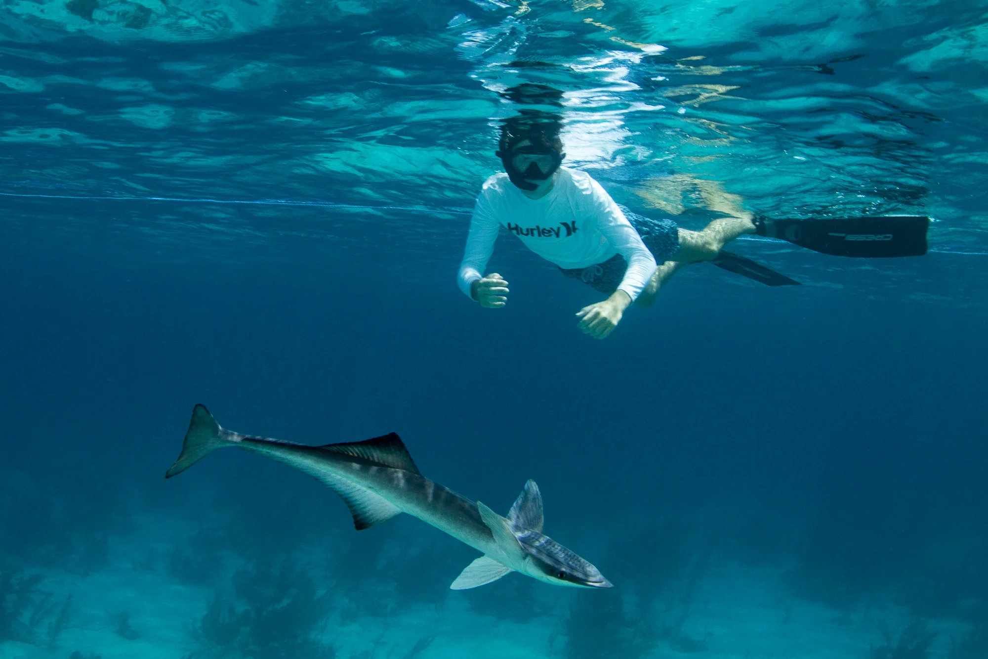 Guest Boris with an inquisitive, large remora