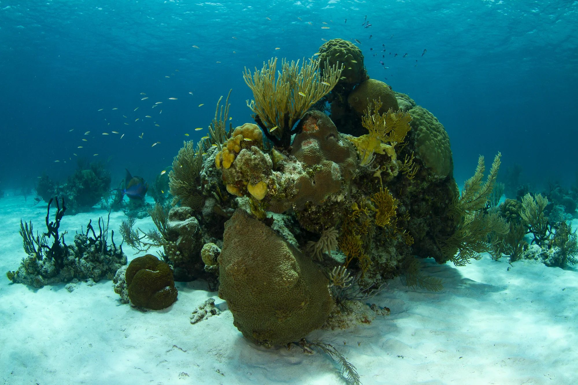 Some of the stunning corals found in Andros