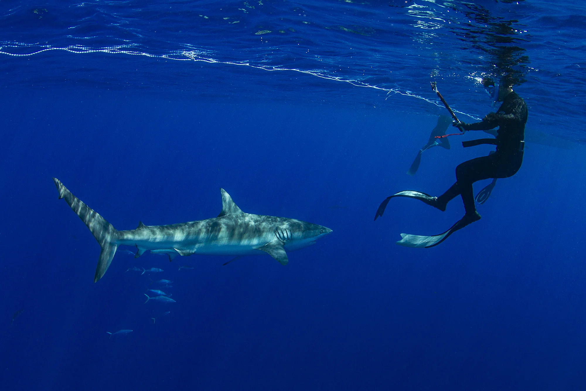 The dusky shark wasn’t timid, making close passes to all divers in the water