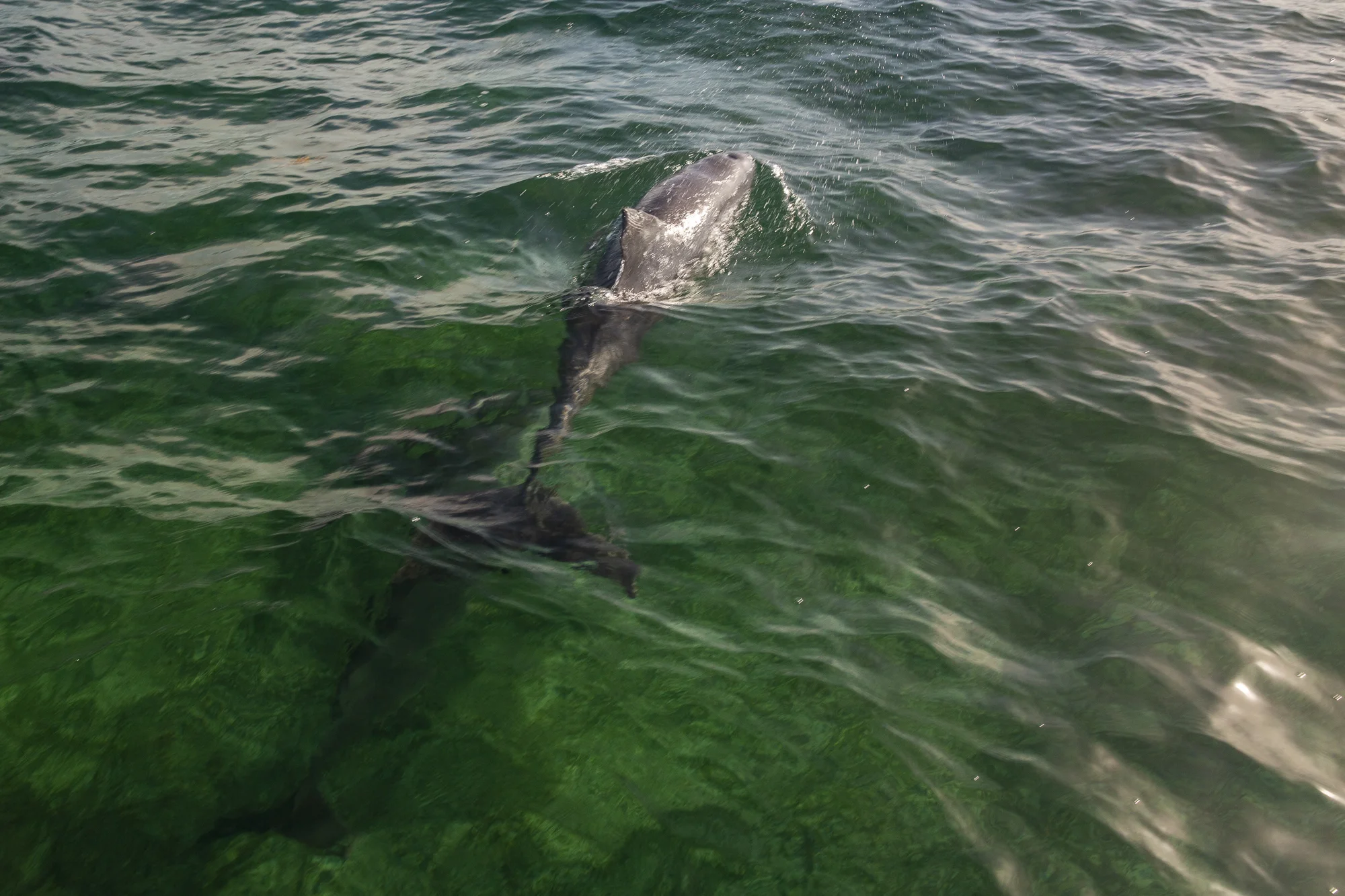 A few guests hopped in for a swim with the dolphins