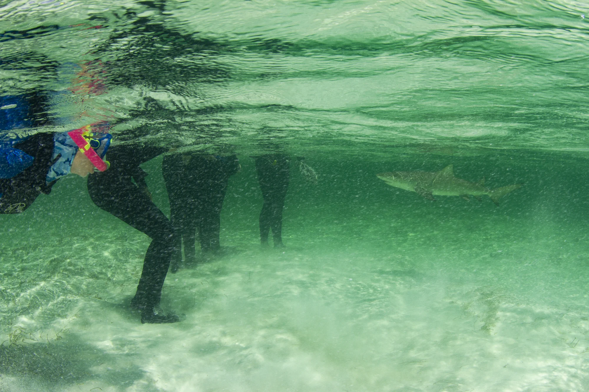 A lemon shark comes in for a close up