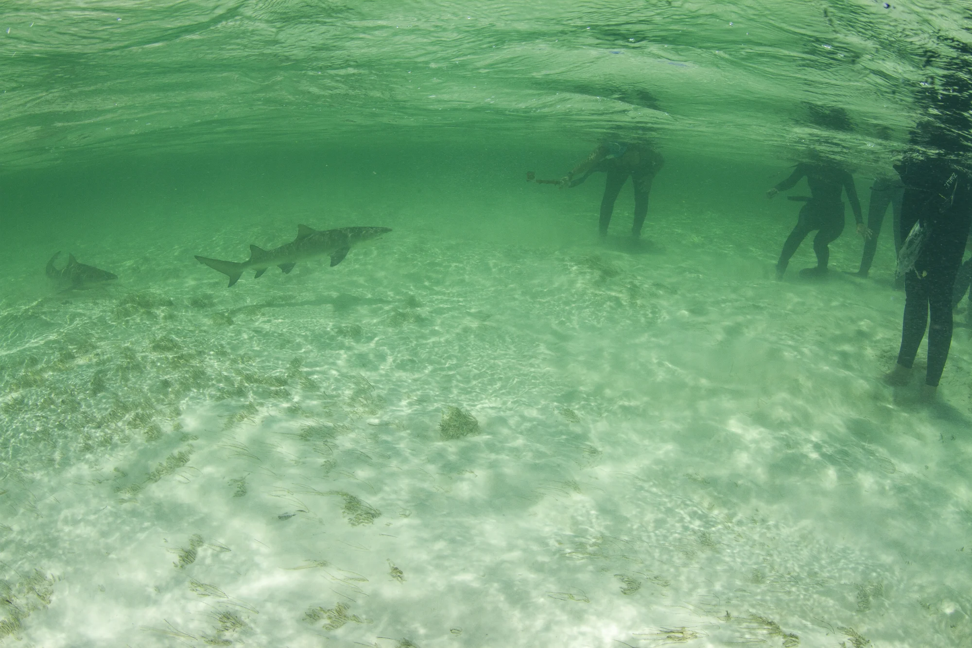 Two of eight sharks present