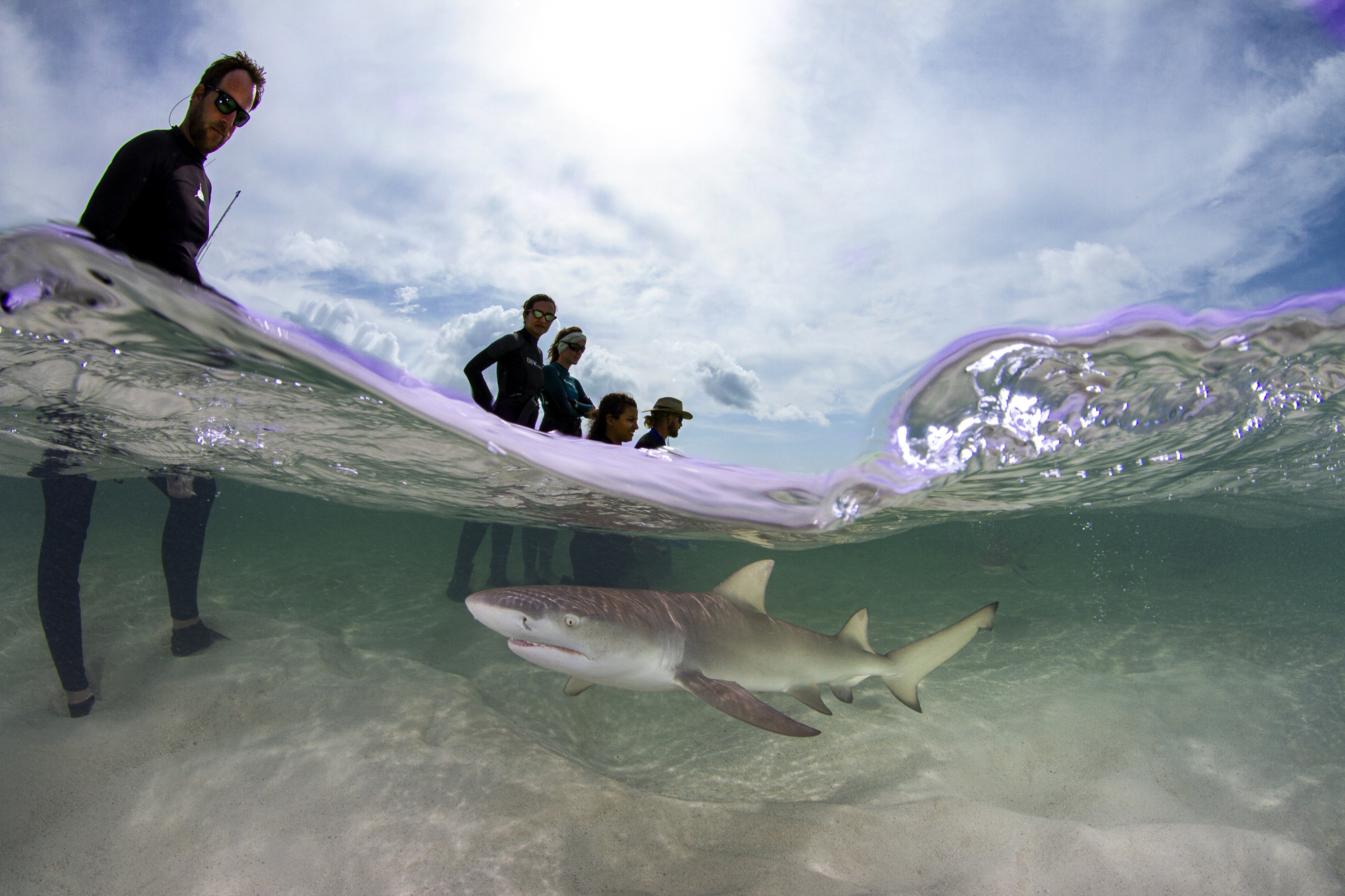 Our final morning was FULL of lemon shark action!