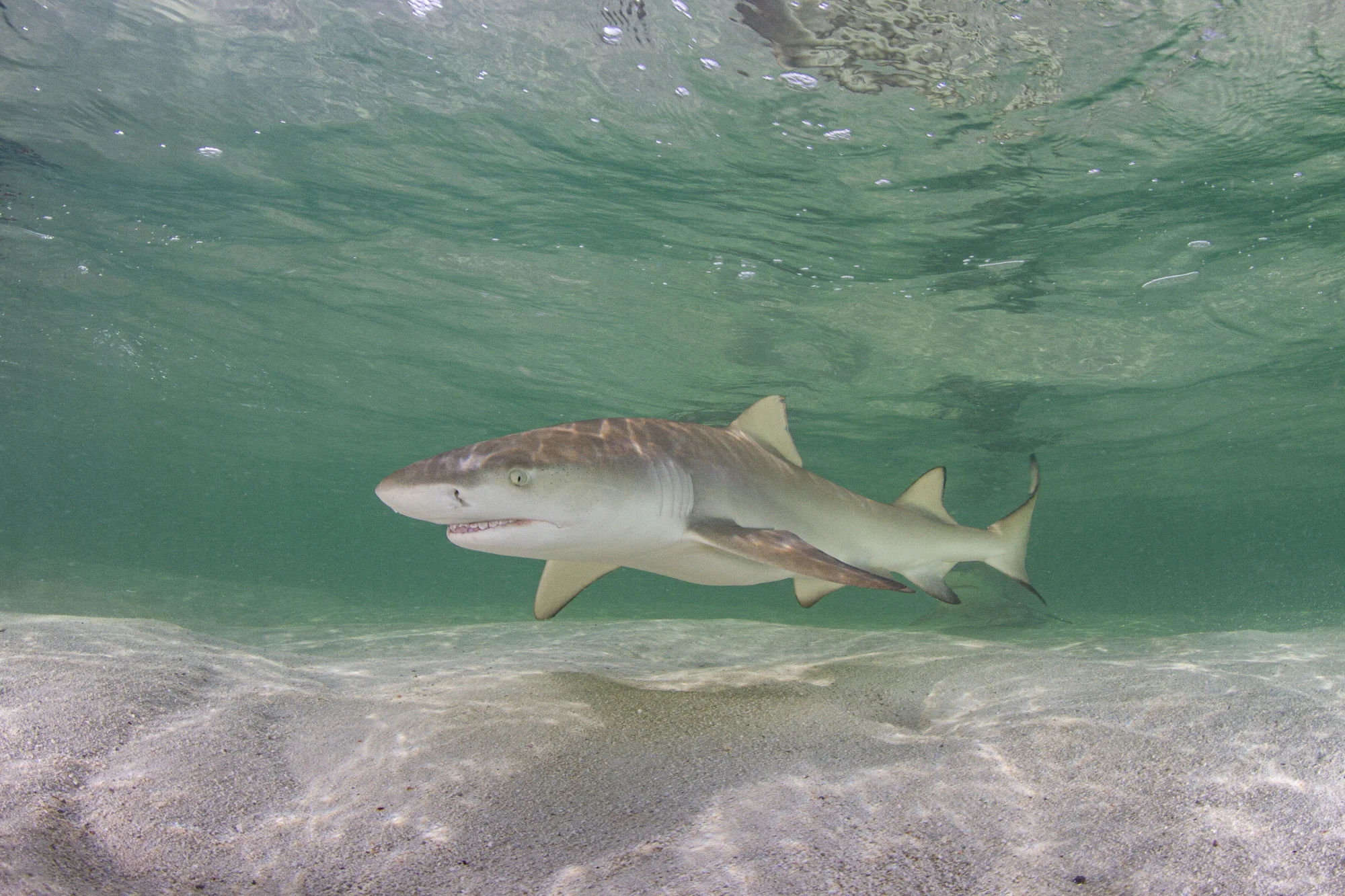 One of over twelve sharks swimming with us in the shallows