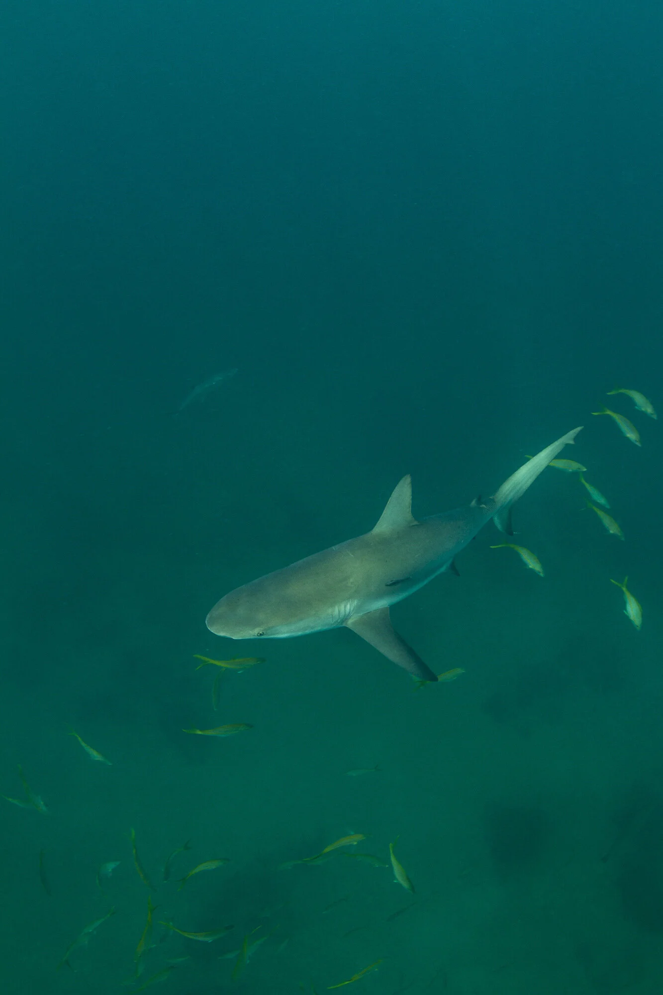 One of at least five sharks present