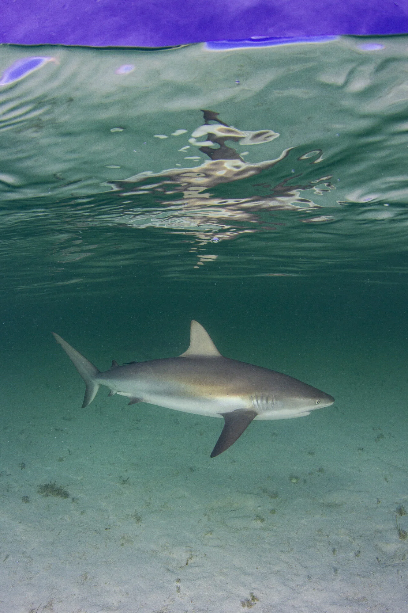 A bold reef shark took center stage during the activity!