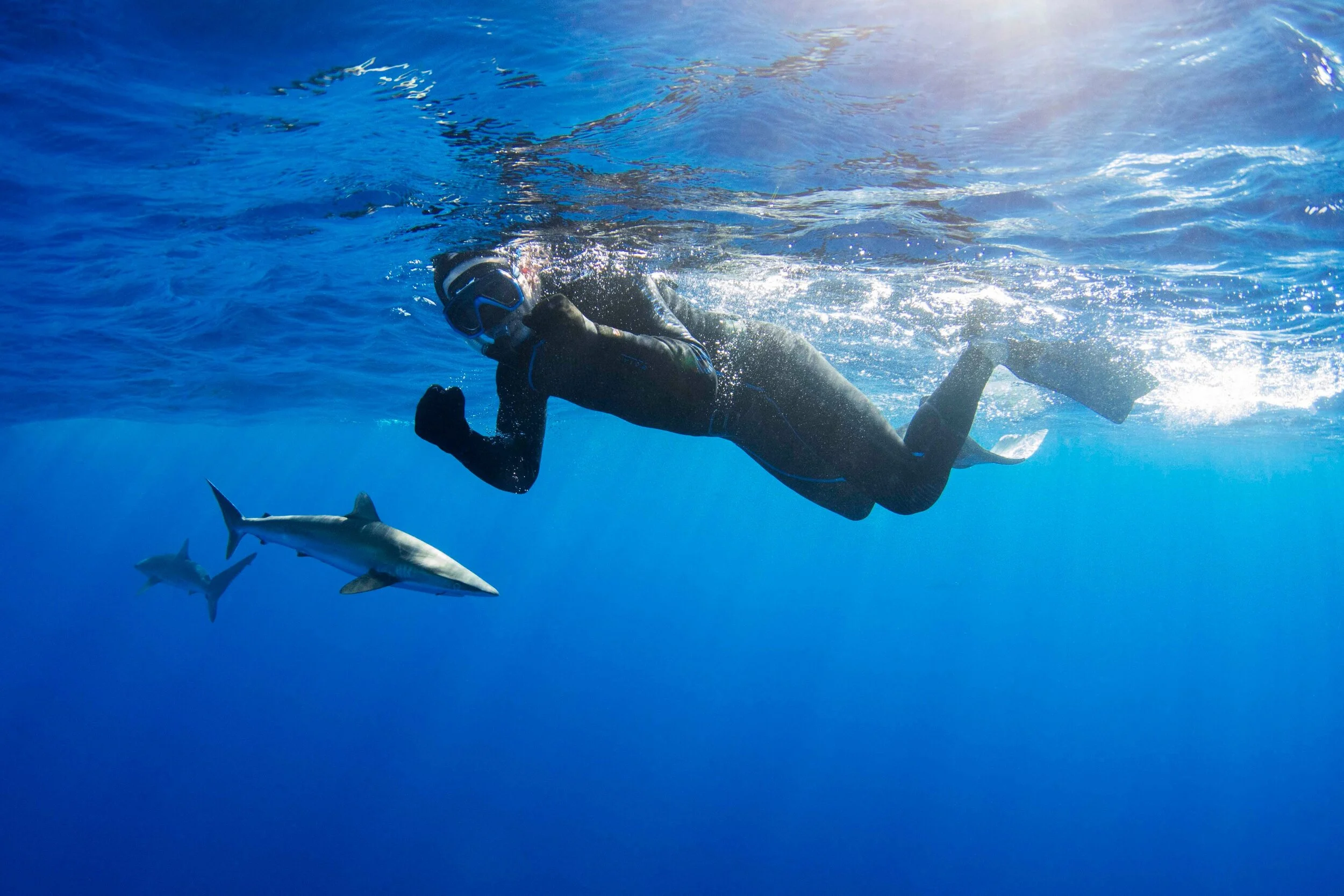 Silent Hunter Group - Annie Dr Tristan Guttridge - Underwater - Sharks - Shark - Hammerhead - The Bahamas - Andros - Shark Diving - Eco - Eco Tourism - Silky Shark .jpeg