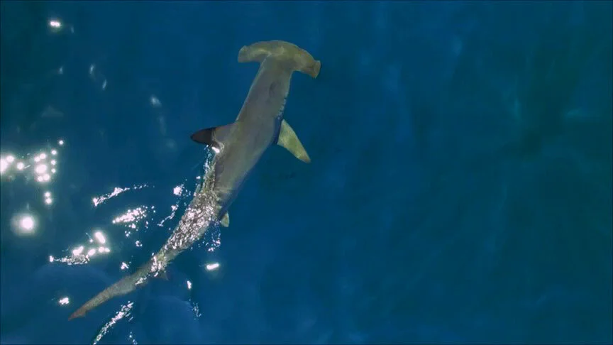 Smooth Hammerhead - Smooth hammer head Shark - The Silent Hunter - Discovery Channel - Shark Week - Shark - Sharks - Mexico - Cabo - Shark Diving - Dr Tristan Guttridge - Annie Guttridge .jpg