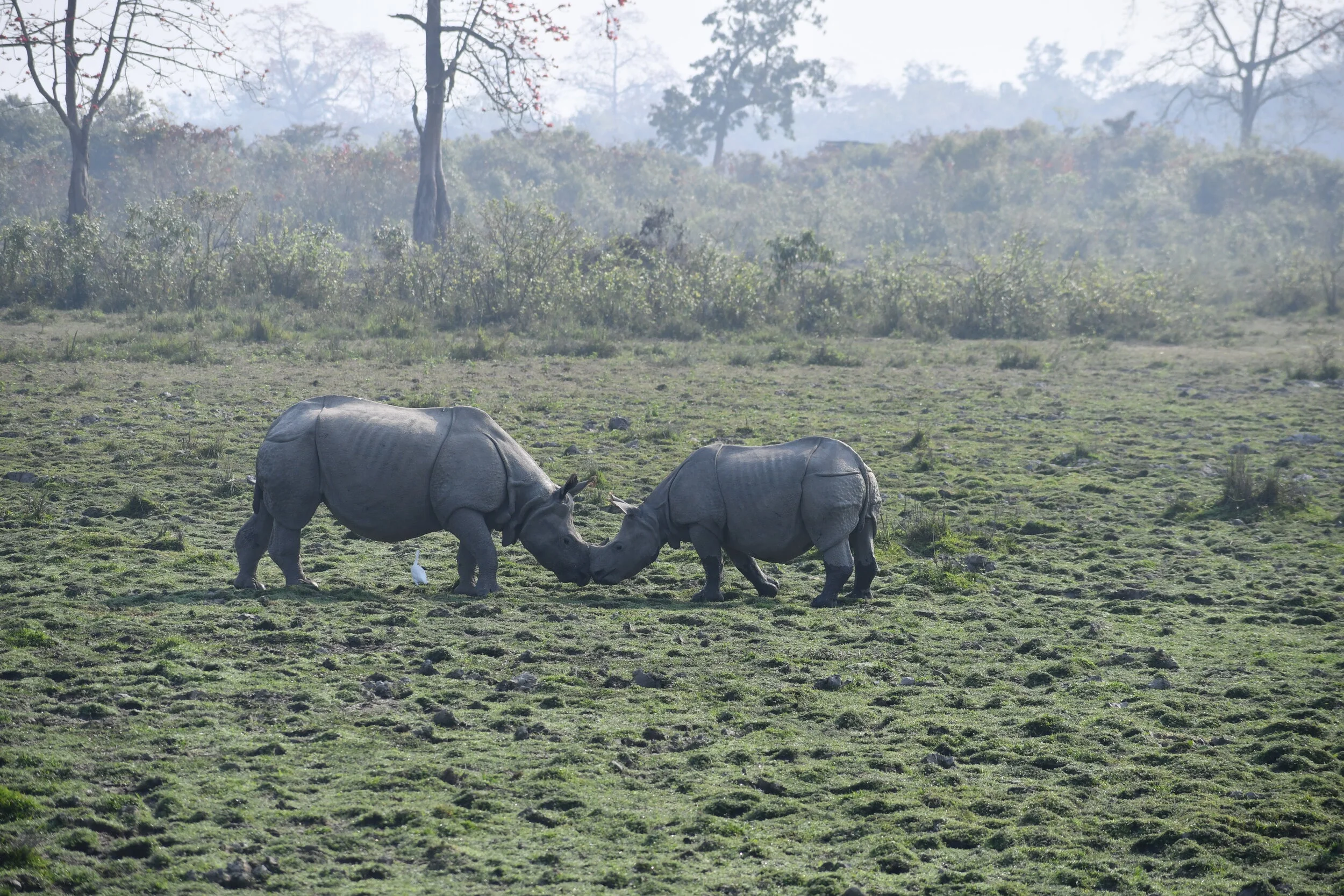 The famous one-horned Rhino 