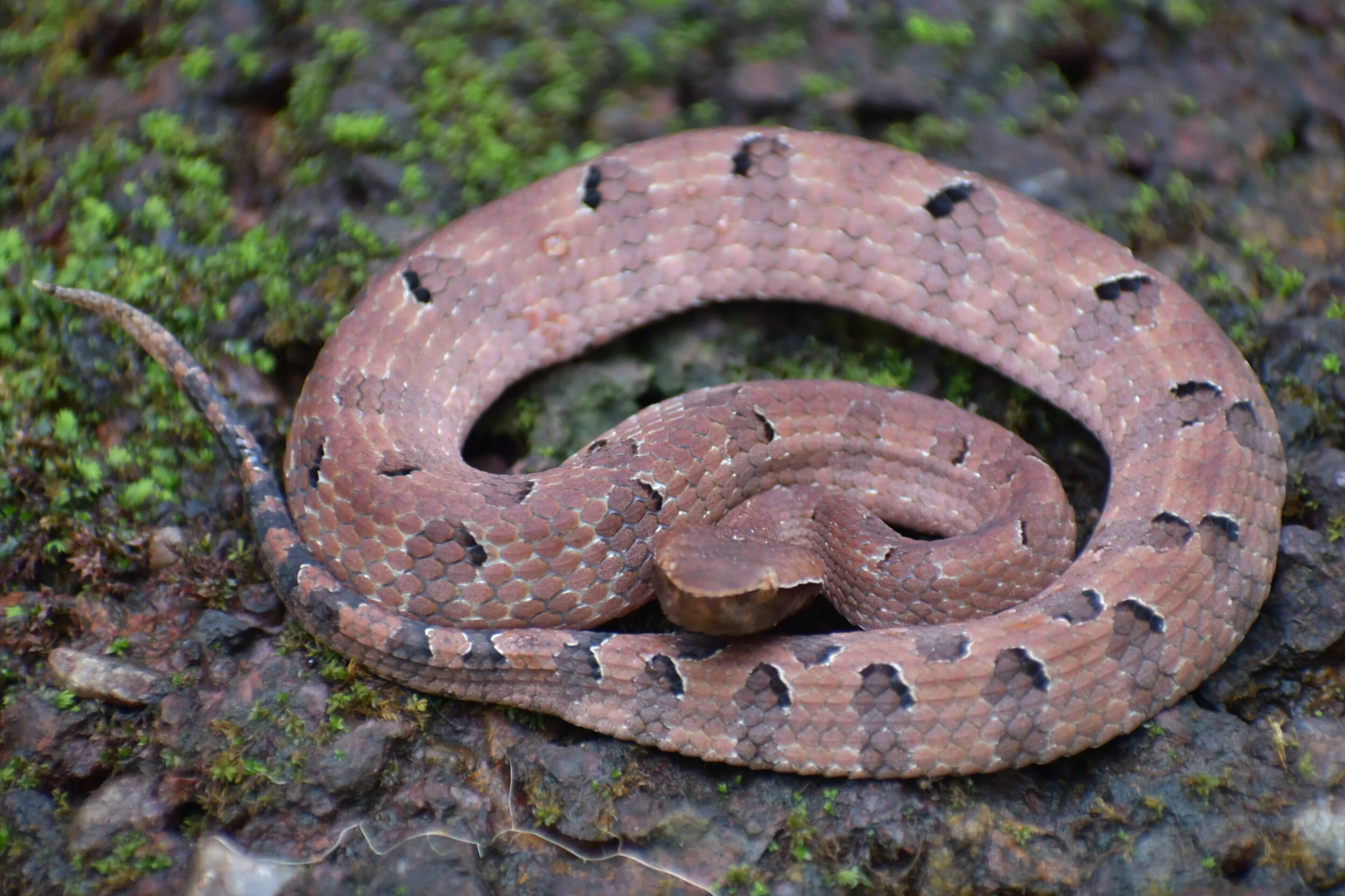 Pit Viper