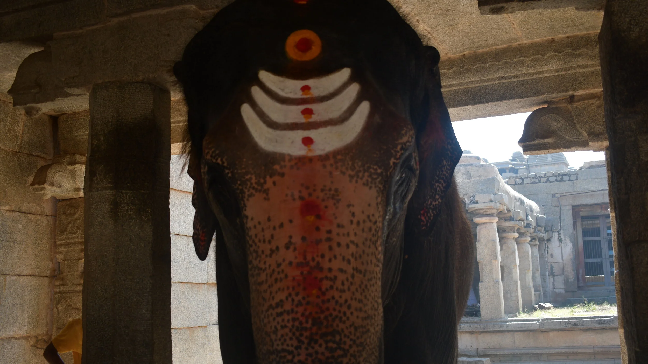 Temple elephant